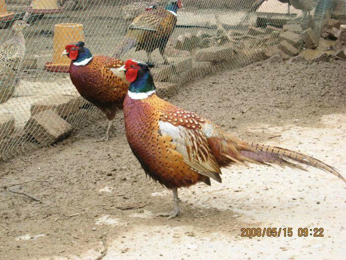 供應(yīng)畢節(jié)*