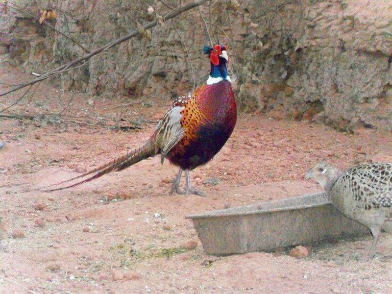 供應(yīng)宜賓*苗