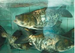 供應(yīng)縮骨大頭魚苗批發(fā)