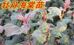 供應(yīng)紫色王子海棠，王子海棠苗木，北美海棠*