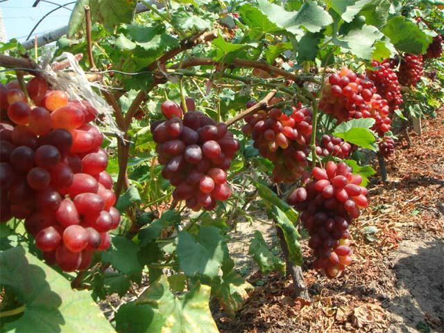 供應(yīng)壽光葡萄苗