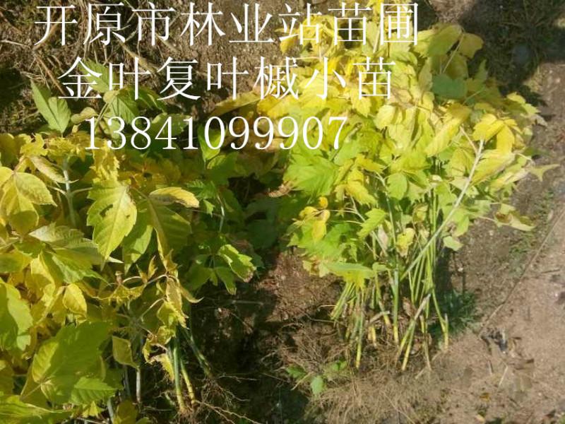 供应用于彩叶绿化种植的金叶复叶槭小苗2015年秋季价格，辽宁金叶复叶槭小苗批发，金叶复叶槭小苗价图片