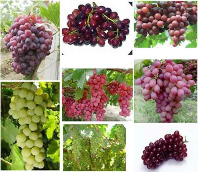 供應(yīng)壽光葡萄苗