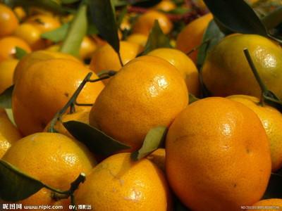 供應(yīng)馬水桔，供應(yīng)馬水桔苗，馬水桔小苗