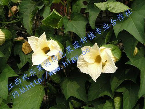 供應(yīng)上饒?zhí)焯妹酃?yīng)商，上饒?zhí)焯妹酃l(fā)商 天堂蜜果
