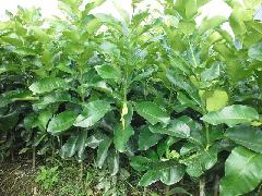 供應(yīng)廣西三紅蜜柚