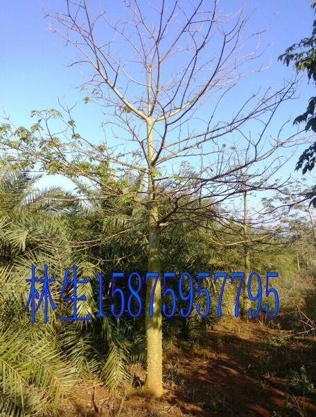 供應美麗異木棉湛江