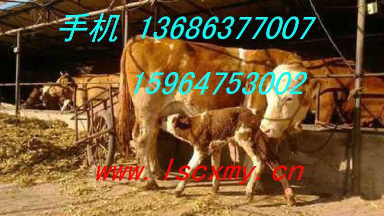 供應(yīng)西門塔爾牛母牛價格