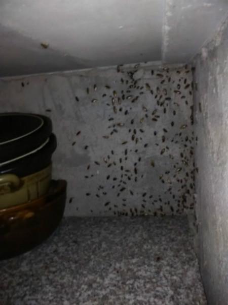 滅蟑螂圖片/滅蟑螂樣板圖 (3)