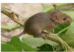 供應中豪新冊產業(yè)城滅鼠-中豪新冊產業(yè)城滅鼠價格-中豪新冊產業(yè)城滅鼠公司