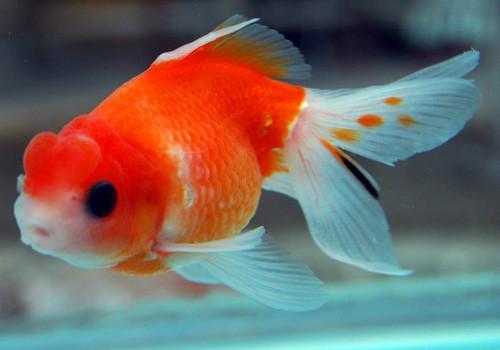 供應(yīng)金魚(yú)養(yǎng)殖技術(shù)，金魚(yú)養(yǎng)殖條件，深圳金魚(yú)養(yǎng)殖技術(shù)培訓(xùn)