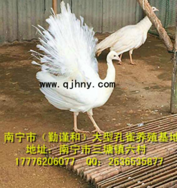 供應廣西南寧【勤謹和】大型*養(yǎng)殖