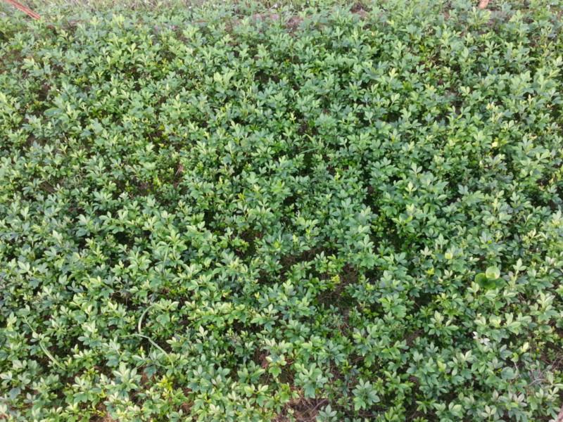 小苗圖片/小苗樣板圖 (4)