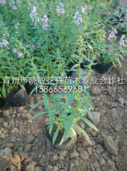 供應青州宿根花卉