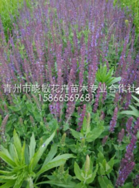 供應青州宿根花卉