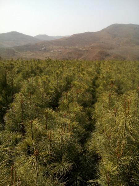 供應(yīng)紅松嫁接苗6萬