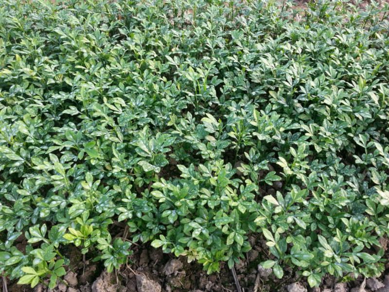 供應廣西枳殼小苗批發(fā)