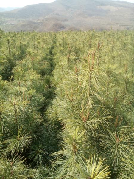 供應樟子松苗2年苗/優(yōu)質(zhì)樟子松2年苗出售