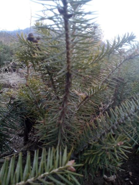 供應(yīng)冷杉苗4年苗10萬