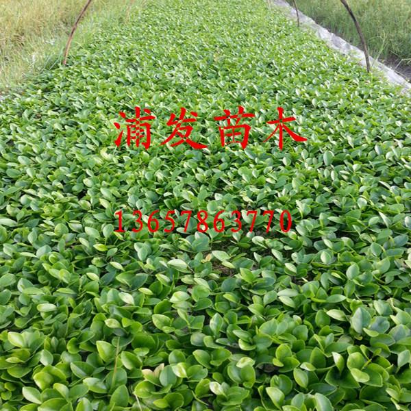 荔浦酸柑小苗批發(fā)圖片