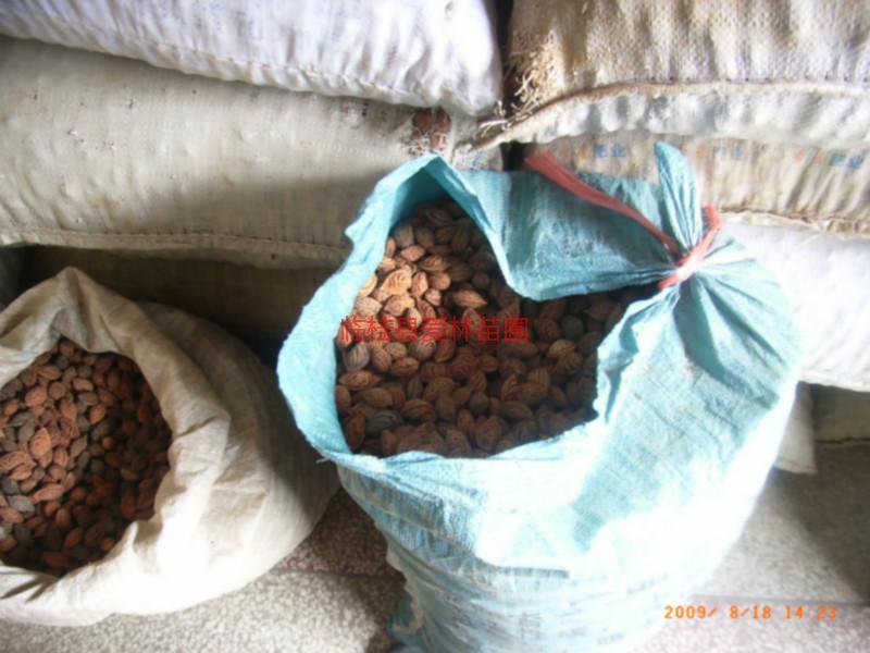 供應桂林毛桃芽苗供應，桂林毛桃芽苗大量供應，桂林毛桃芽苗供應批發(fā)