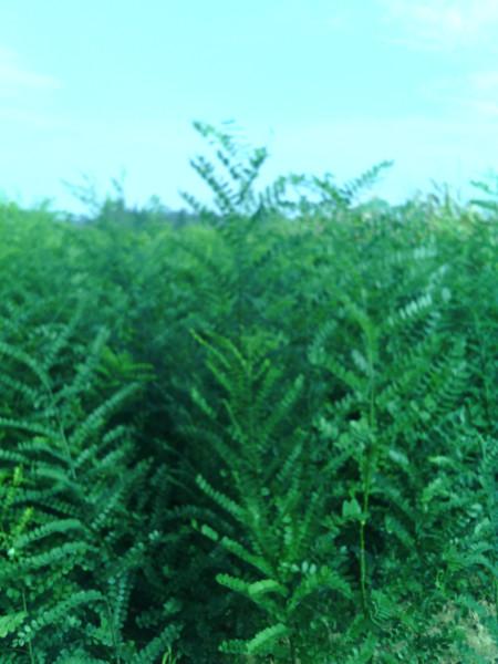 供应山西规模最大的国槐苗种植基地，山西国槐苗种植基地，山西国槐苗批发