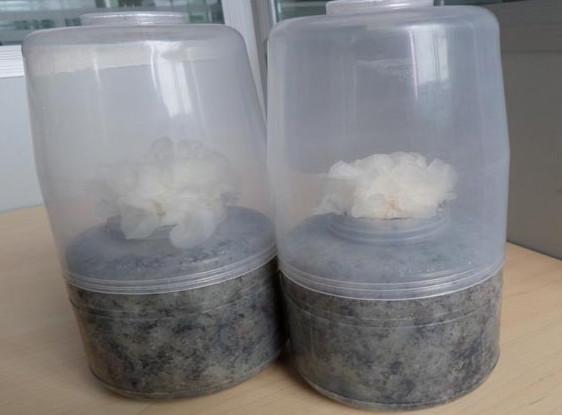 供應(yīng)出口級(jí)雪杉耳菌罐