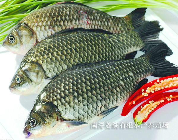 供應(yīng)鯽魚苗批發(fā)價格