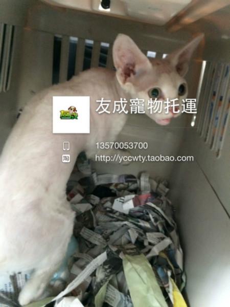 怎樣寵物貓咪托運(yùn) 供應(yīng)貓咪回國 寵物貓咪托運(yùn)流程 寵物貓咪托運(yùn)費(fèi)