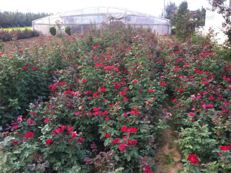 供應(yīng)青州八寶景天