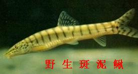 觀賞魚圖片/觀賞魚樣板圖 (3)
