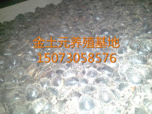 供應江西撫州土元養(yǎng)殖基地_撫州土元養(yǎng)殖場