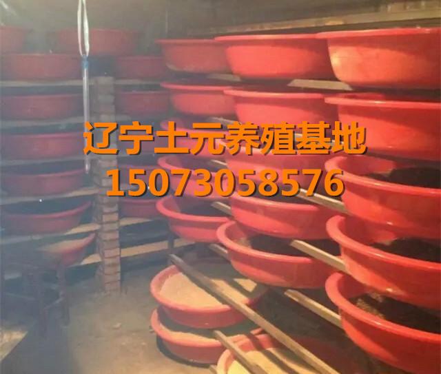 供應(yīng)丹東土元養(yǎng)殖技術(shù)_丹東土元養(yǎng)殖前景如何_丹東土元養(yǎng)殖培訓(xùn)