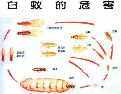 深圳专业灭白蚁公司专业灭白蚁家里有白蚁怎么办如何杀白蚁南山福田罗湖灭白蚁图片