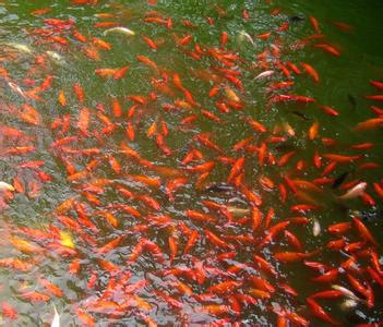 北京觀賞魚苗批發(fā)價格特價批發(fā)圖片