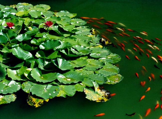 水生植物批發(fā)提供養(yǎng)殖技術(shù)優(yōu)惠促銷圖片