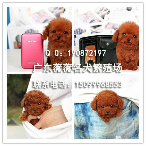 贵宾犬厂家供应贵宾犬幼犬 广州纯种贵宾