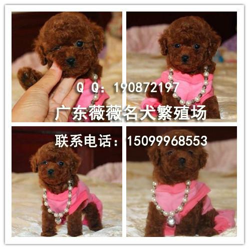 供应贵宾幼犬 广州纯种贵宾犬