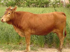 河南肉牛養(yǎng)殖加盟肉牛批發(fā)肉牛利潤(rùn)分析