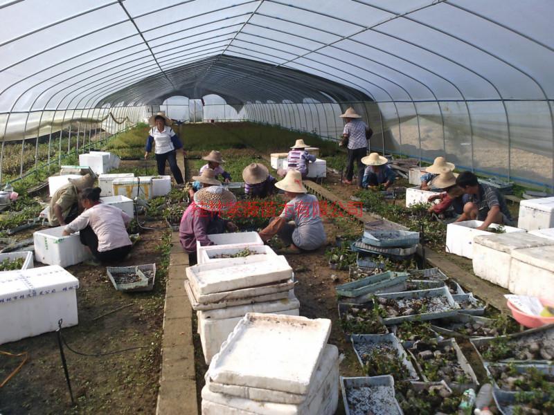 紅火箭紫薇圖片/紅火箭紫薇樣板圖 (3)