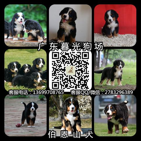 伯恩山犬图片