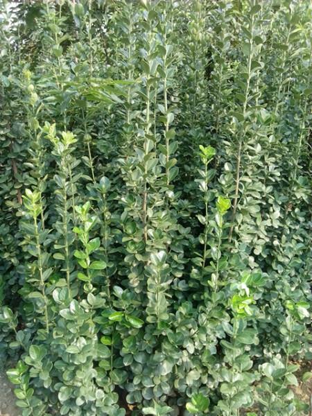 供應(yīng)綠化苗批發(fā)基地，櫻花，冬青，北海道，五角楓，紫葉李，法桐，銀杏價(jià)