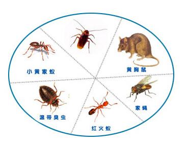 供应深圳龙梅生物杀虫公司专业除四害图片