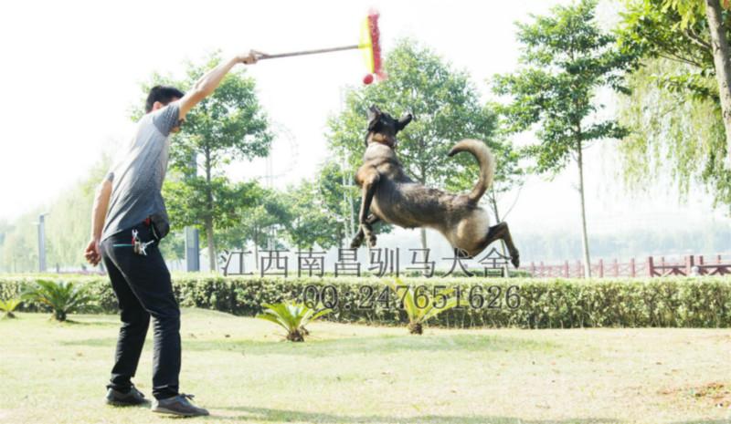 供应江西南昌训练马犬