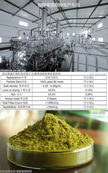 紫锥菊提取菊苣酸可用于保健食品图片