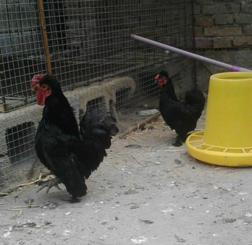 供應(yīng)元寶雞的養(yǎng)殖