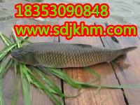 供應(yīng)用于養(yǎng)魚(yú)的湖北養(yǎng)魚(yú)牧草種子