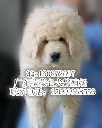 供应藏獒幼犬 健康纯种藏獒犬