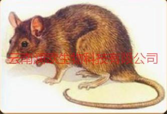 餐廳滅鼠圖片/餐廳滅鼠樣板圖 (3)