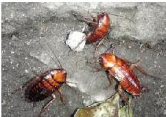 供應(yīng)昆明市五華區(qū)殺蟲公司-昆明市五華區(qū)殺蟲公司電話-昆明市五華區(qū)殺蟲